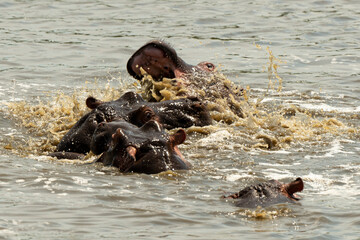 Fototapeta premium Hippopotame, Hippopotamus amphibius, Afrique du Sud
