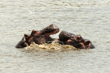 Hippopotame, Hippopotamus amphibius, Afrique du Sud