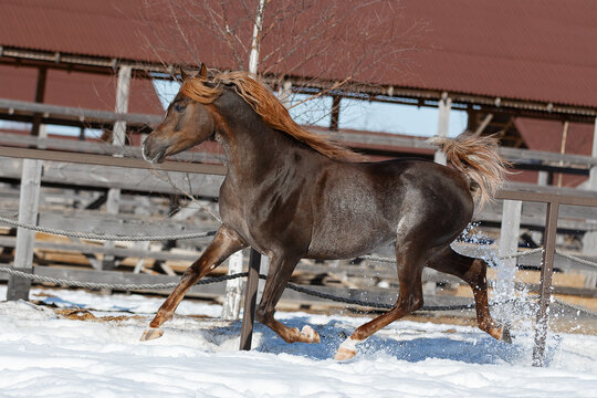 Beautiful arabian chestnut horse running on winter background, portrait in motion
