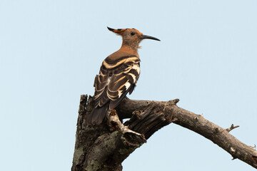 Huppe fasciée,.Upupa epops, Eurasian Hoopoe