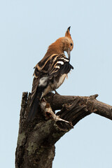 Huppe fasciée,.Upupa epops, Eurasian Hoopoe