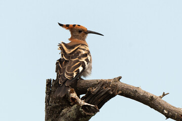 Huppe fasciée,.Upupa epops, Eurasian Hoopoe