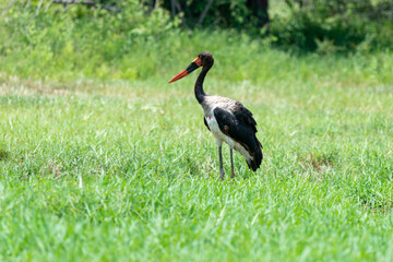 Jabiru d'Afrique, .Ephippiorhynchus senegalensis, Saddle billed Stork, Afrique du Sud