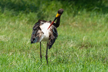 Jabiru d'Afrique, .Ephippiorhynchus senegalensis, Saddle billed Stork, Afrique du Sud