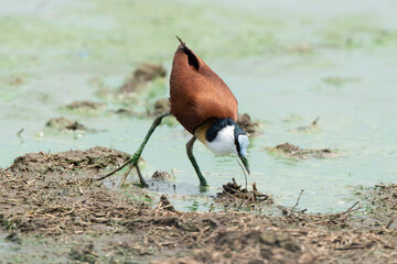Jacana à poitrine dorée,.Actophilornis africanus, African Jacana, Parc national Kruger, Afrique...