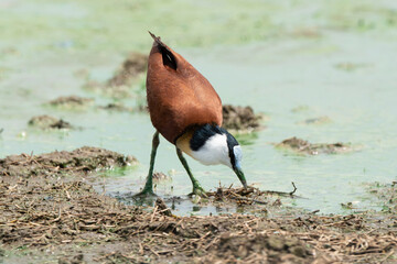 Jacana à poitrine dorée,.Actophilornis africanus, African Jacana, Parc national Kruger, Afrique...