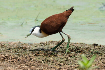 Jacana à poitrine dorée,.Actophilornis africanus, African Jacana, Parc national Kruger, Afrique du Sud