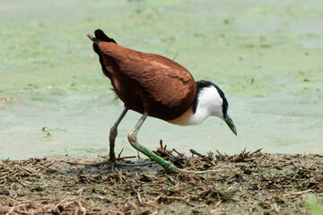 Jacana à poitrine dorée,.Actophilornis africanus, African Jacana, Parc national Kruger, Afrique du Sud