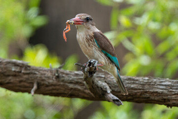 Martin chasseur &agrave; t&ecirc;te brune,.Halcyon albiventris, Brown hooded Kingfisher