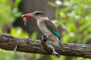 Martin chasseur à tête brune,.Halcyon albiventris, Brown hooded Kingfisher