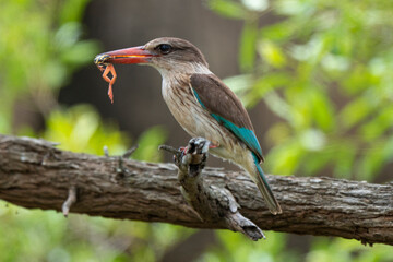 Martin chasseur à tête brune,.Halcyon albiventris, Brown hooded Kingfisher