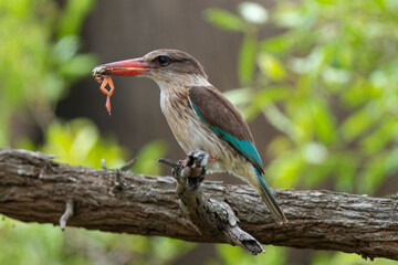 Martin chasseur à tête brune,.Halcyon albiventris, Brown hooded Kingfisher