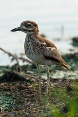Oedicnème vermiculé,.Burhinus vermiculatus, Water Thick knee