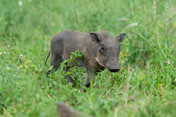 Phacochère commun, Phacochoerus africanus, Afrique du Sud