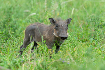 Phacochère commun, Phacochoerus africanus, Afrique du Sud