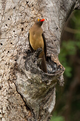 Piqueboeuf &agrave; bec rouge, Red billed Oxpecker, Buphagus erythrorhynchus
