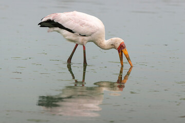 Tantale ibis, Mycteria ibis, Yellow billed Stork