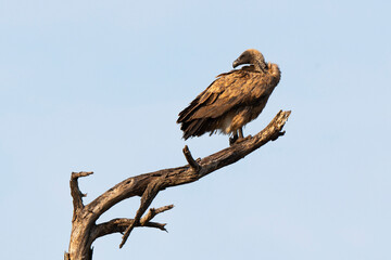 Vautour africain,.Gyps africanus, White backed Vulture, Parc national Kruger, Afrique du Sud