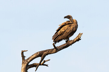 Vautour africain,.Gyps africanus, White backed Vulture, Parc national Kruger, Afrique du Sud