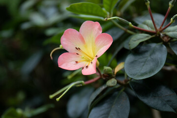 Close up Light Orange Flowers, Rhododendron