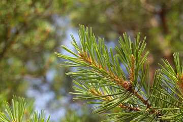Naklejka na ściany i meble Pine branch close-up against the background of a blurry forest