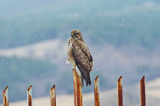 Common buzard resting on a cold winter day.