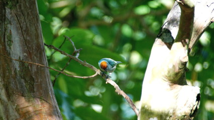 Scrub tanager (Stilpnia vitriolina) perched on a branch in the Intag Valley, outside of Apuela, Ecuador