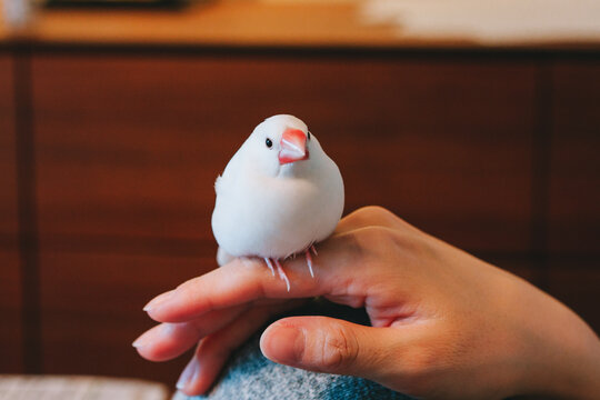 白文鳥 Images – Browse 442 Stock Photos, Vectors, and Video