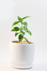 Fototapeta na wymiar plant in a pot