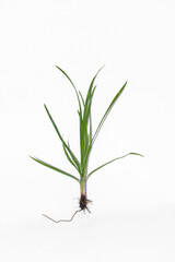 Nut grass (Cyperus rotundus Linn.) and seeds