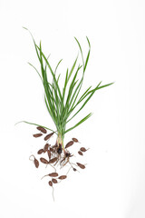 Fototapeta na wymiar Nut grass (Cyperus rotundus Linn.) and seeds
