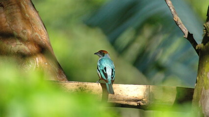Scrub tanager (Stilpnia vitriolina) perched on a piece of bamboo in the Intag Valley, outside of Apuela, Ecuador