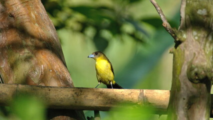 Female lemon-rumped tanager (Ramphocelus icteronotus) on a piece of bamboo in the Intag Valley, outside of Apuela, Ecuador