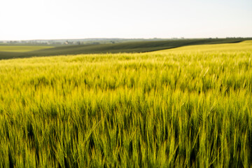 Landscape of green barley agricultural field. Green unripe cereals. The concept of agriculture, healthy eating, organic food.