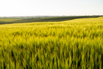 Landscape of green barley agricultural field. Green unripe cereals. The concept of agriculture,...