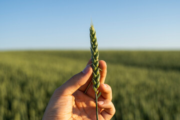 Close up farmer's hand holds ears of wheat on field under sun, inspecting his harvest. Agriculture.