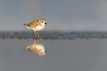 A piping plover (Charadrius melodus) foraging on a beach at sunset.	