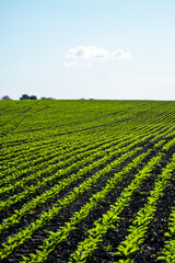 Agriculture. Long rows of young sugar beet sprouts in a fertile soil on an agricultural field. Rural landscape.