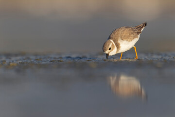 A piping plover (Charadrius melodus) foraging on a beach at sunset.	