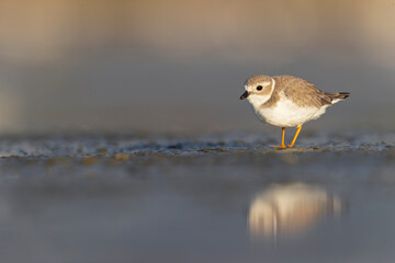 A piping plover (Charadrius melodus) foraging on a beach at sunset.	