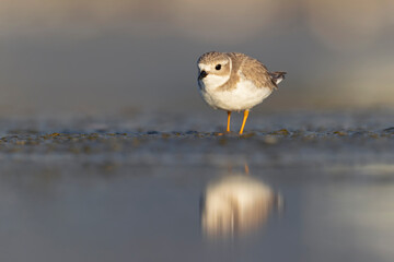 A piping plover (Charadrius melodus) foraging on a beach at sunset.	