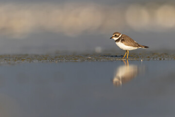 A semipalmated plover (Charadrius semipalmatus) foraging on a beach at sunset.	