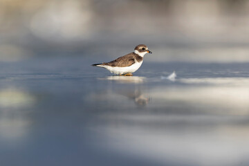 A semipalmated plover (Charadrius semipalmatus) foraging on a beach at sunset.	