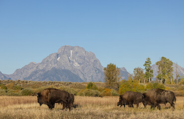 Bison in Grand Teton National Park Wyoming in Autumn