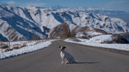Dog jack russell terrier sits on the road among the snowy mountains. 
