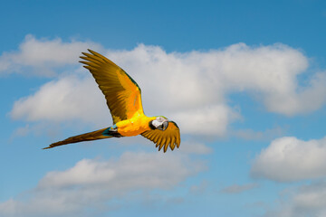 Macaw parrots flying in the sky