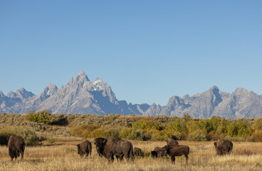 Bison in Grand Teton National Park Wyoming in Autumn