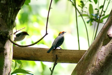 Scrub tanager (Stilpnia vitriolina) perched on a piece of bamboo in the Intag Valley, outside of Apuela, Ecuador