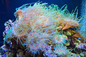 カラフルなイソギンチャク