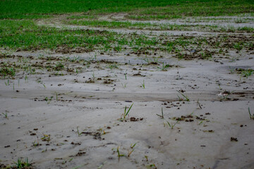 Sehr nasser Ackerboden nach Starkregen